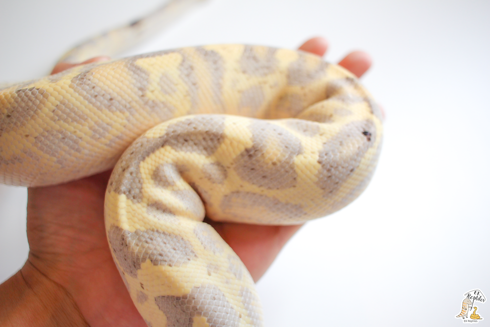 縮圖：2020 豹紋高速公路 (編號2020M1)