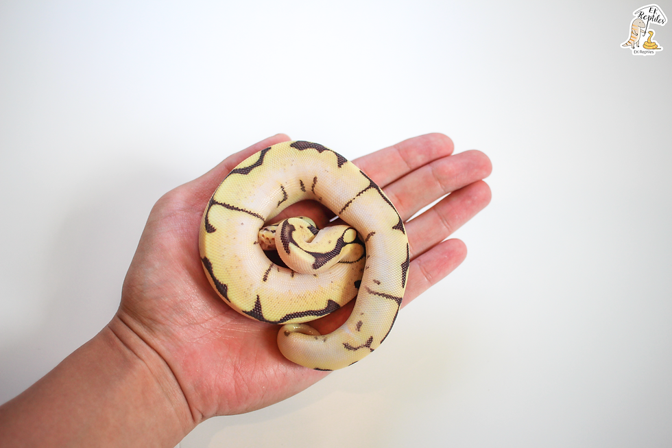 縮圖：2022 淡彩 恩奇 橘夢 蜘蛛 Pos 火(妹子) +薰衣草(少年) (編號2022M38F42)