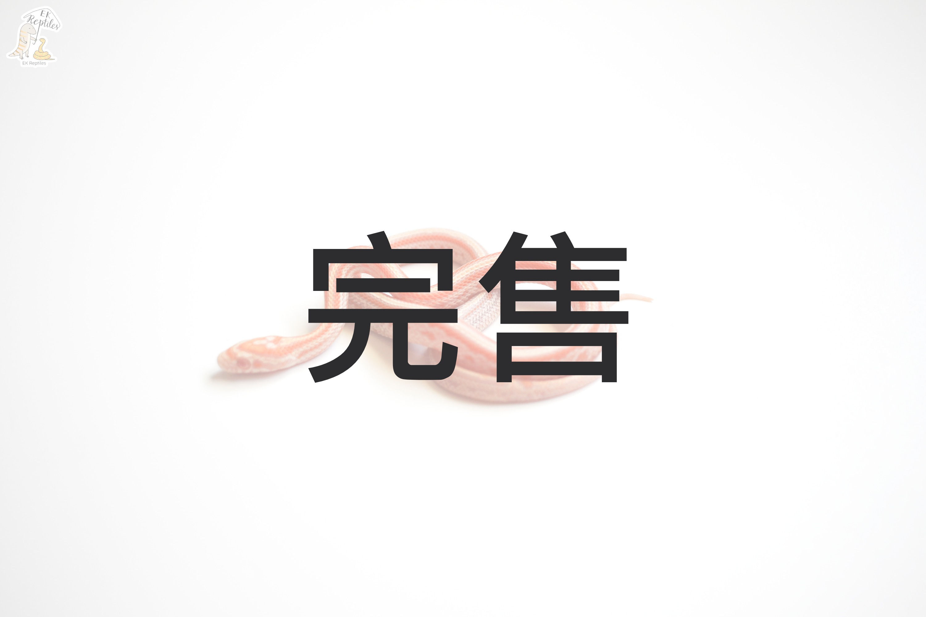 2022 反歐(奶昔)泰莎 66% 帶碳黑 玉米蛇 (編號2022M17)