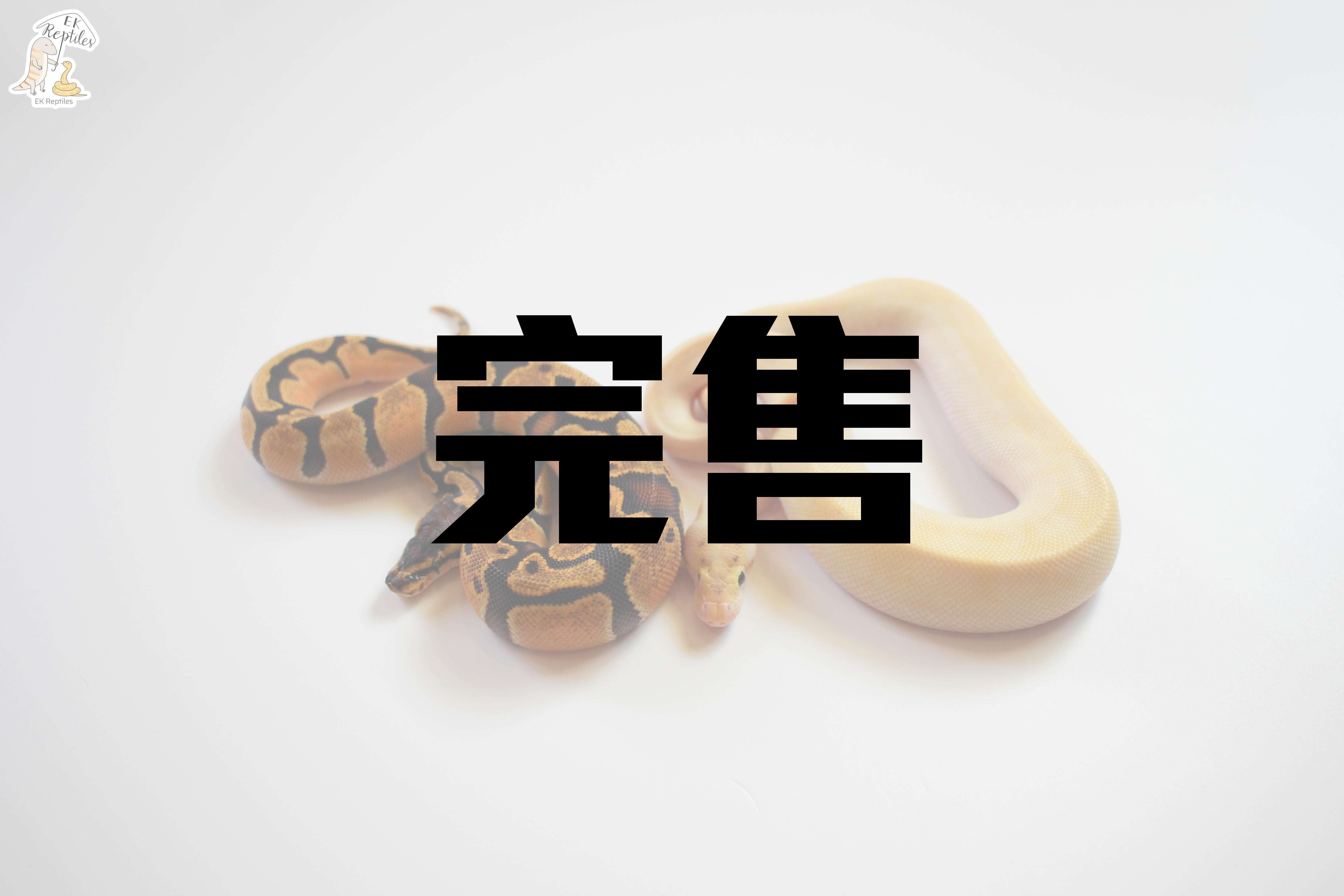 2022 橘夢 恩奇 66%帶派(妹子)+HGW 恩奇 豹紋 象牙(少年) (編號2022F38M11)