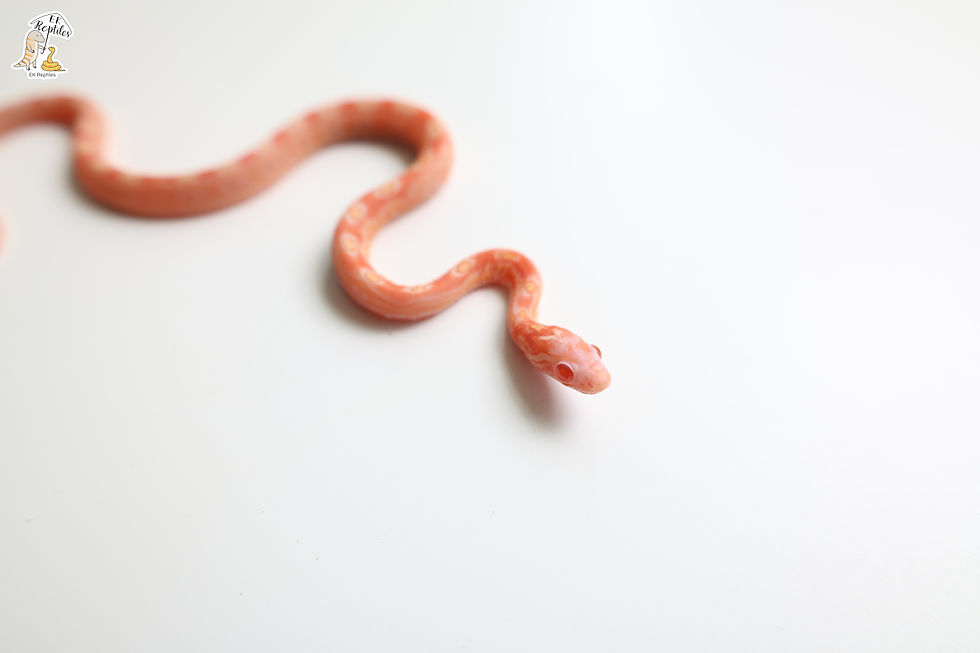 縮圖：白化 無鱗 66%帶甜甜圈 碳黑 50%帶海波 (編號2024M17)