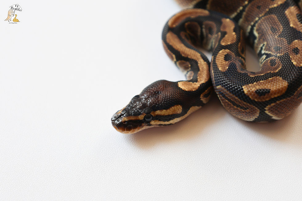 縮圖：帶三隱 VPI缺黃 海波 沙漠幽靈 (編號2025M17)