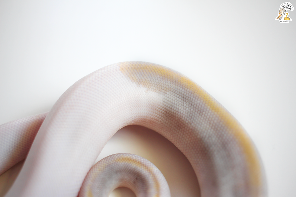 縮圖：2022 輕白金香檳帶派 PLUS  (編號2022M36)