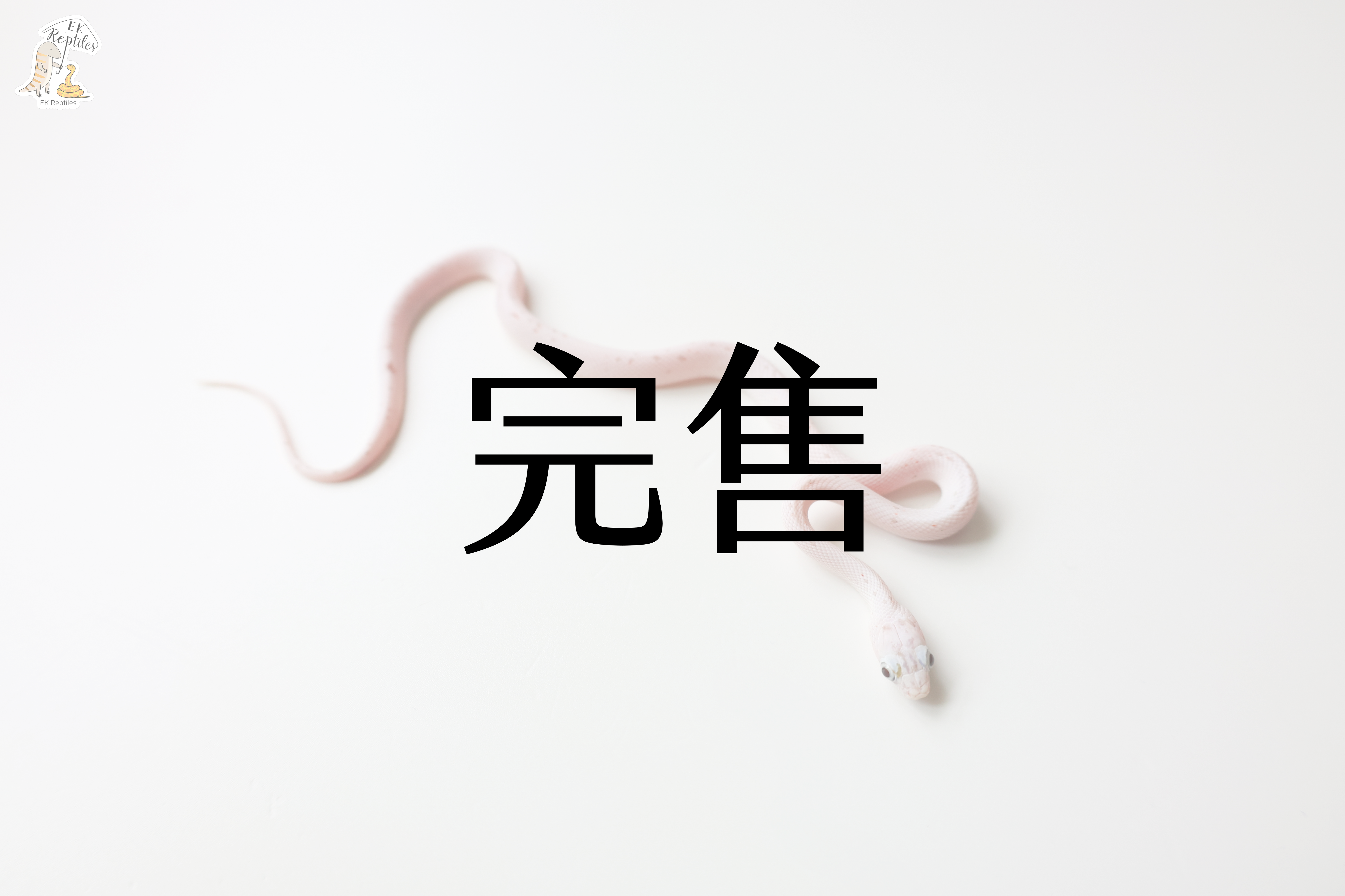 棕櫚 帶白化 (編號2023M16)