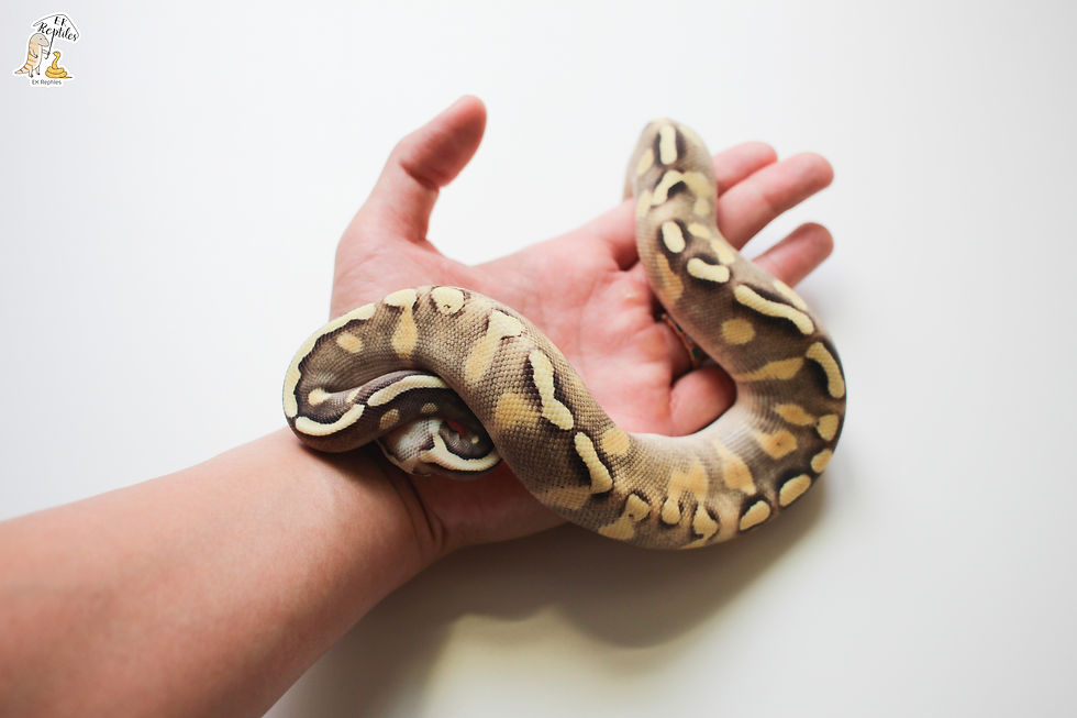 縮圖：淡彩 GHI 莫哈維 黃腹 球蟒 (編號2023M1)