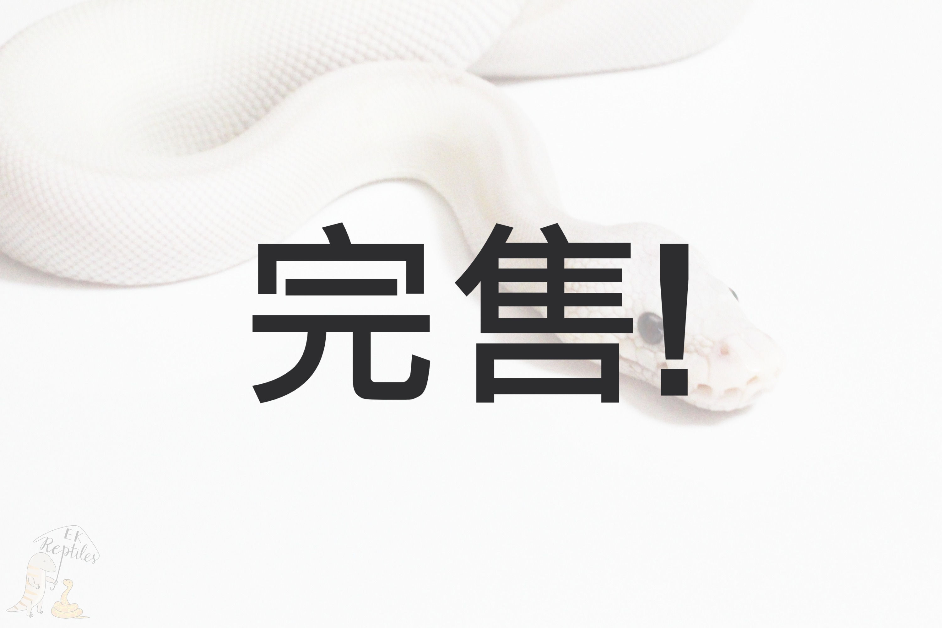 2021 藍眼白 球蟒 (編號 F12)