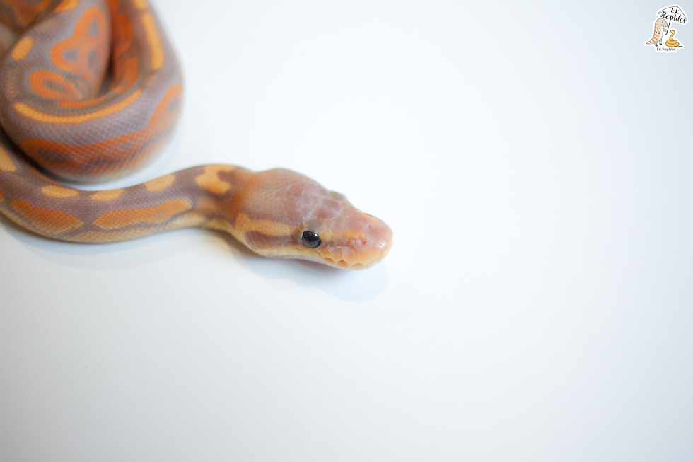 縮圖：2022 母香蕉 肉桂 Pos黃腹或礫石  (編號2022F28)