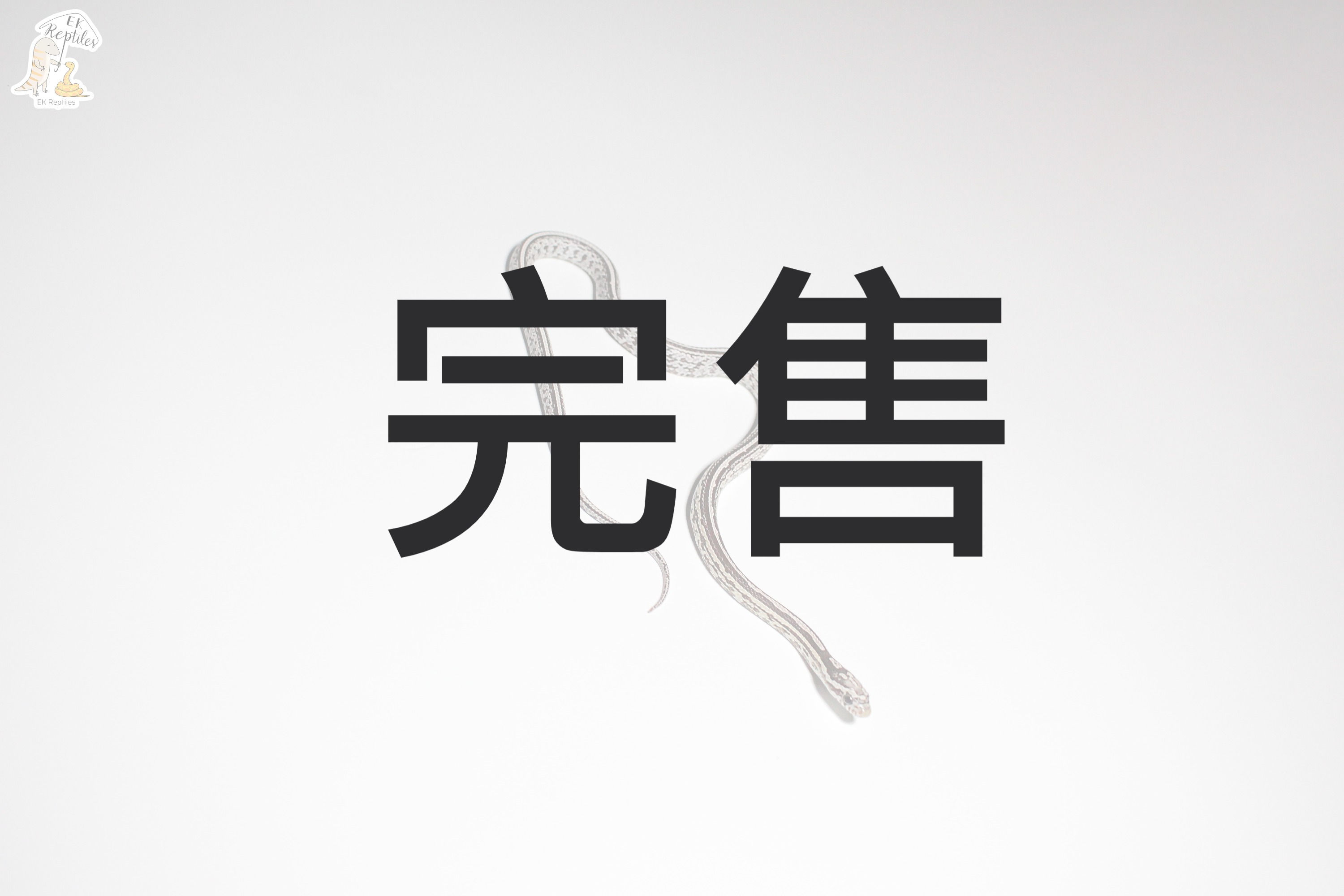 2021 幽靈 泰莎 玉米蛇 (編號 2021F20)