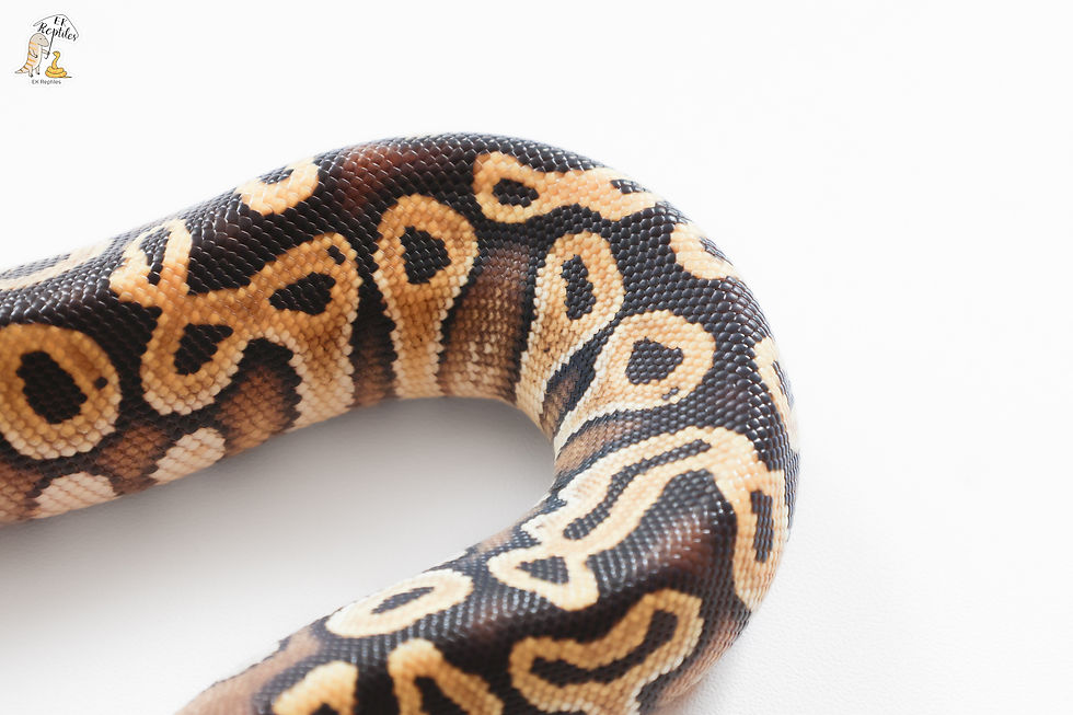 縮圖：莫哈維 帶季風 (編號2025F33)