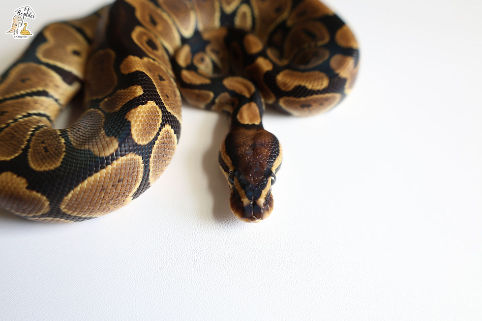 縮圖：普球 帶海波 VPI缺黃 超白化 (編號2024M7)