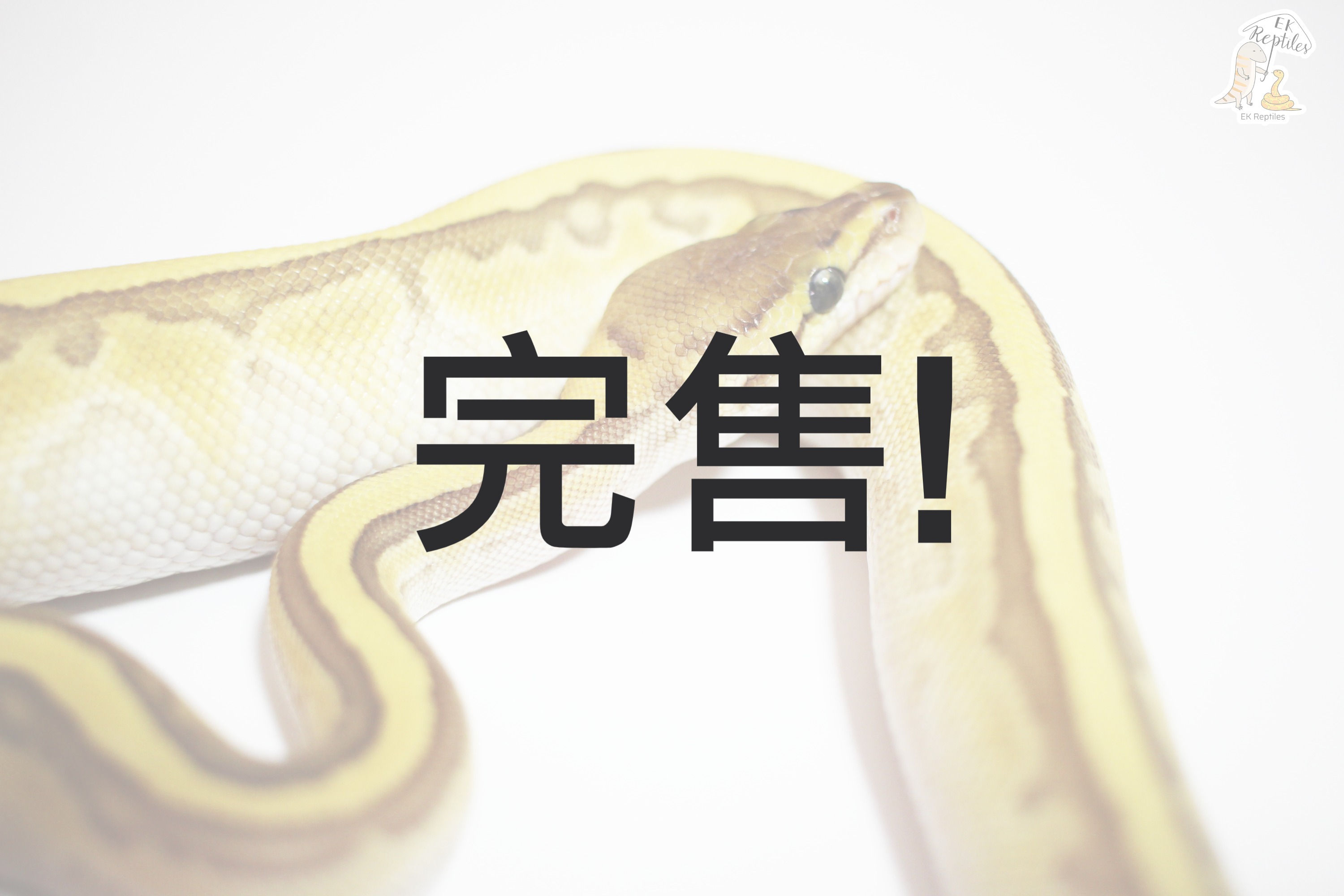 細直線 輕白金/羅素 het 派 球蟒 (編號M18)