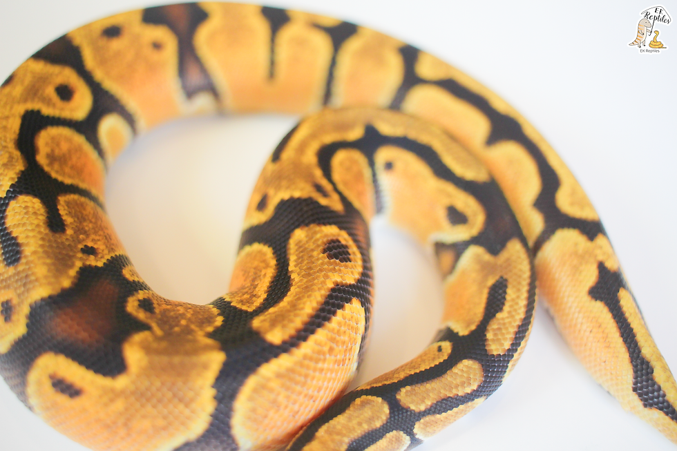 縮圖：2022 橘夢 恩奇 66%帶派  (編號2022F38)