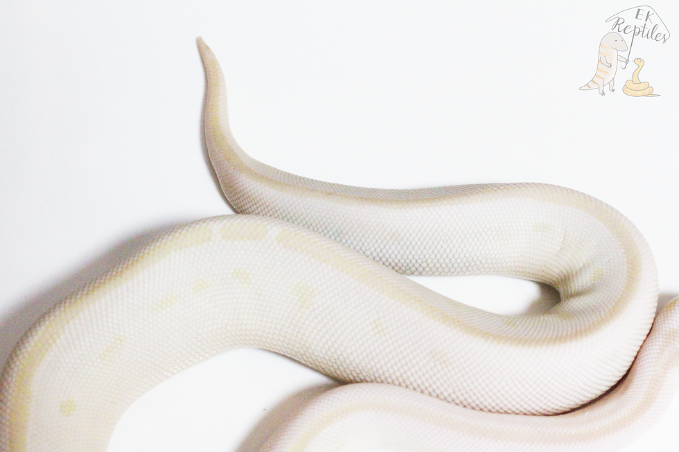 縮圖：2021 奶油魅影 球蟒 (業障 編號F7)