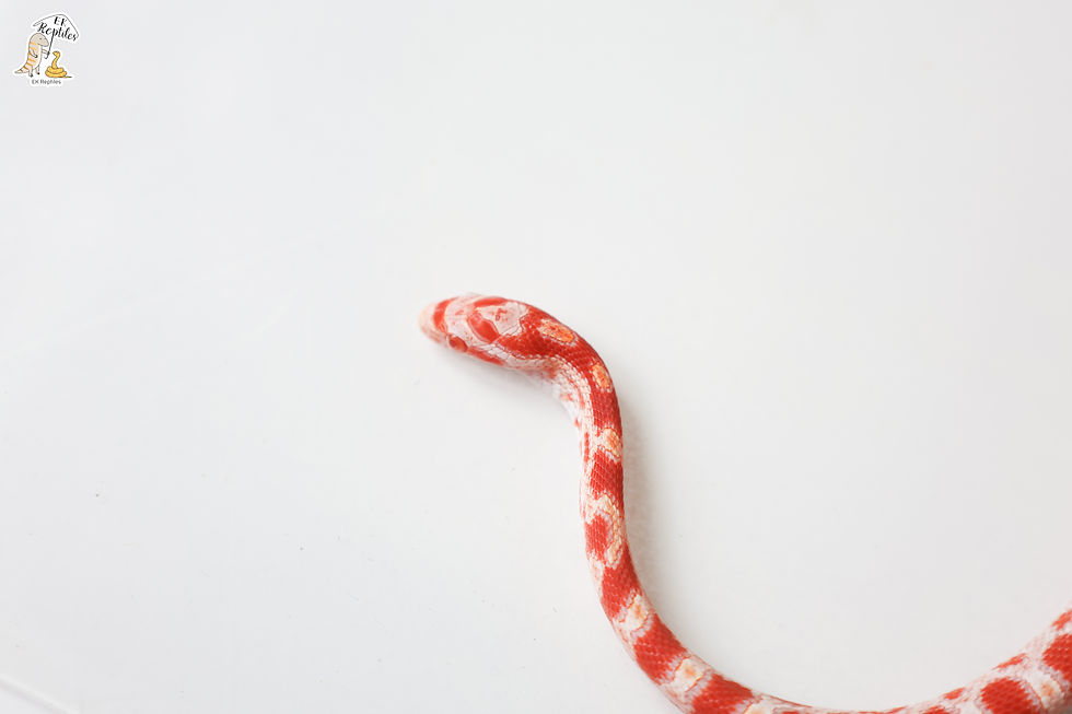 縮圖：白化 帶碳黑 無鱗 (編號2025M7)