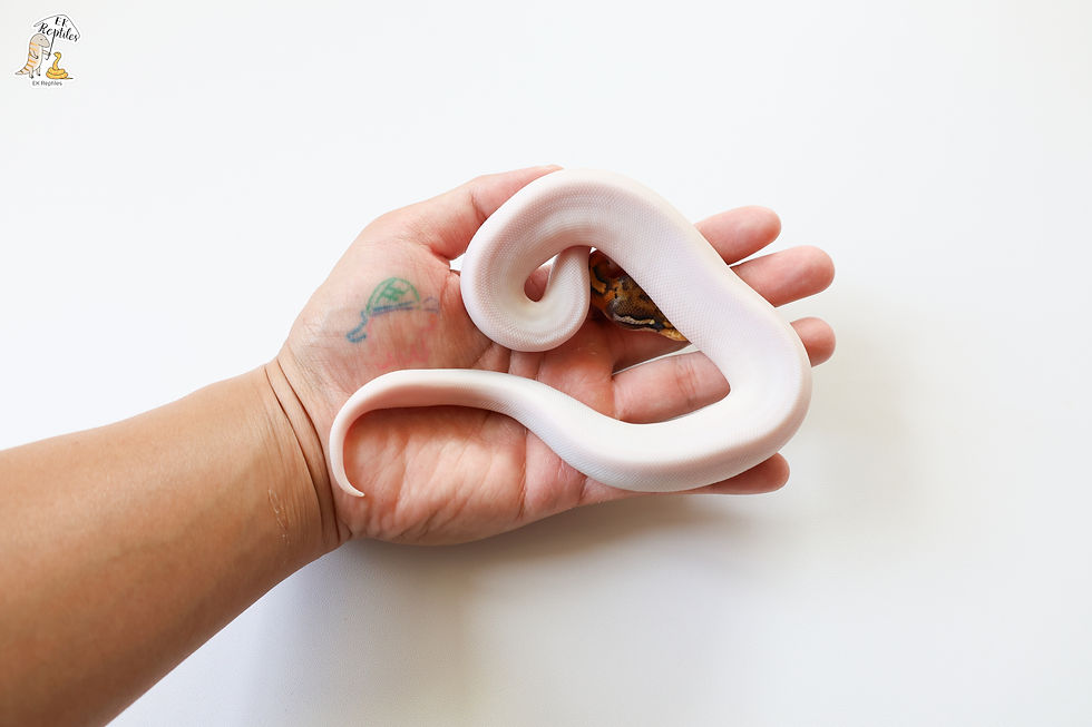 縮圖：恩奇 特別 派 帶海波 50%帶超白化 (2025F29)