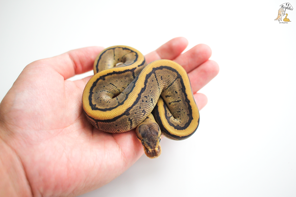 縮圖：2022 細直線 恩奇 100%帶派 +豹紋 輕白金 恩奇 100%帶派 繁殖組 (編號2022M3F10)