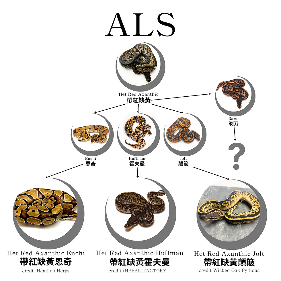 球蟒的 8號球家族基因 最完整介紹(等位基因、超級體、ALS、 肉桂 黑淡彩 帶紅缺黃 恩奇 霍夫曼 顛簸 剃刀)
