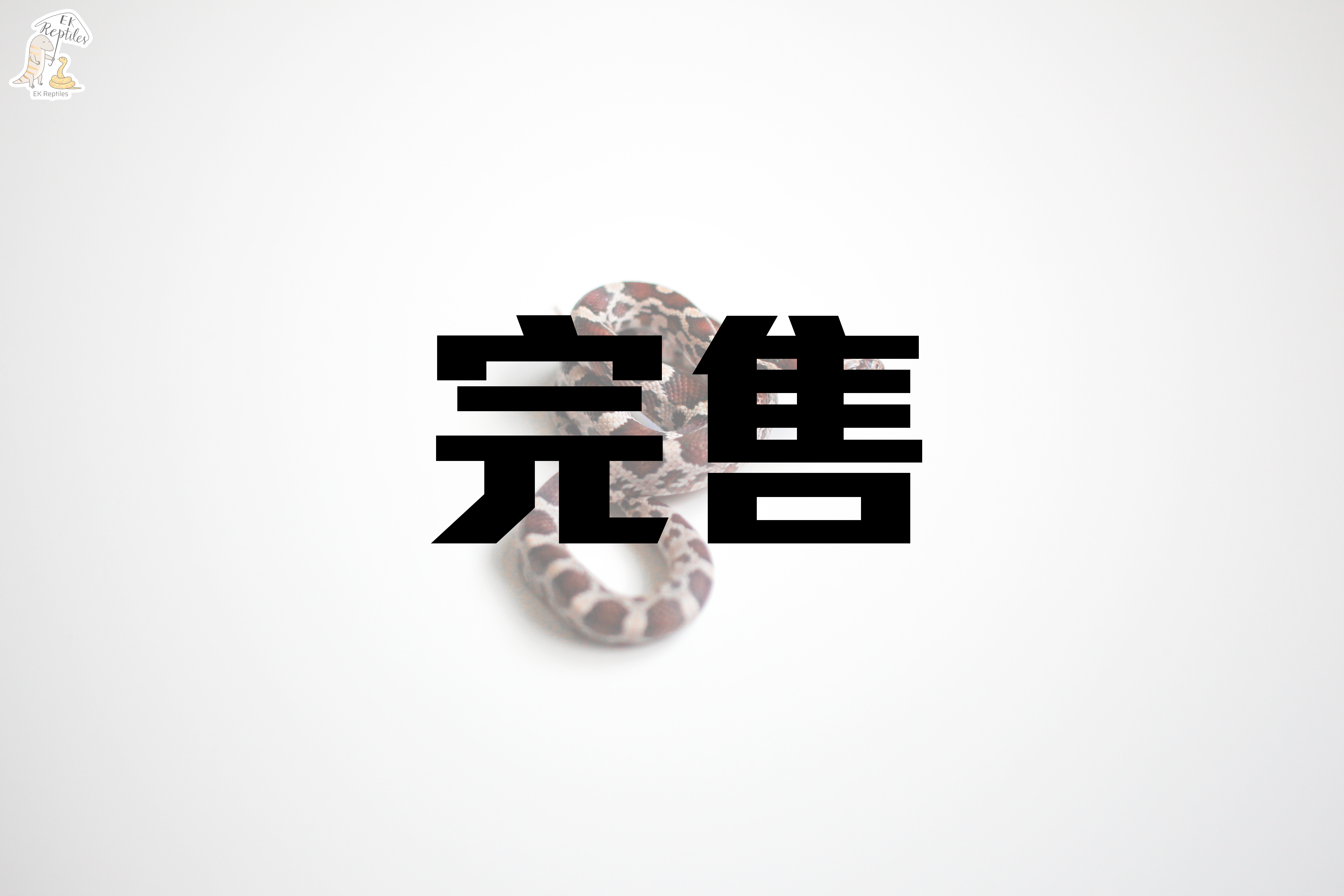 2022 帶反歐/海波/無鱗 玉米蛇 (編號2022F6)