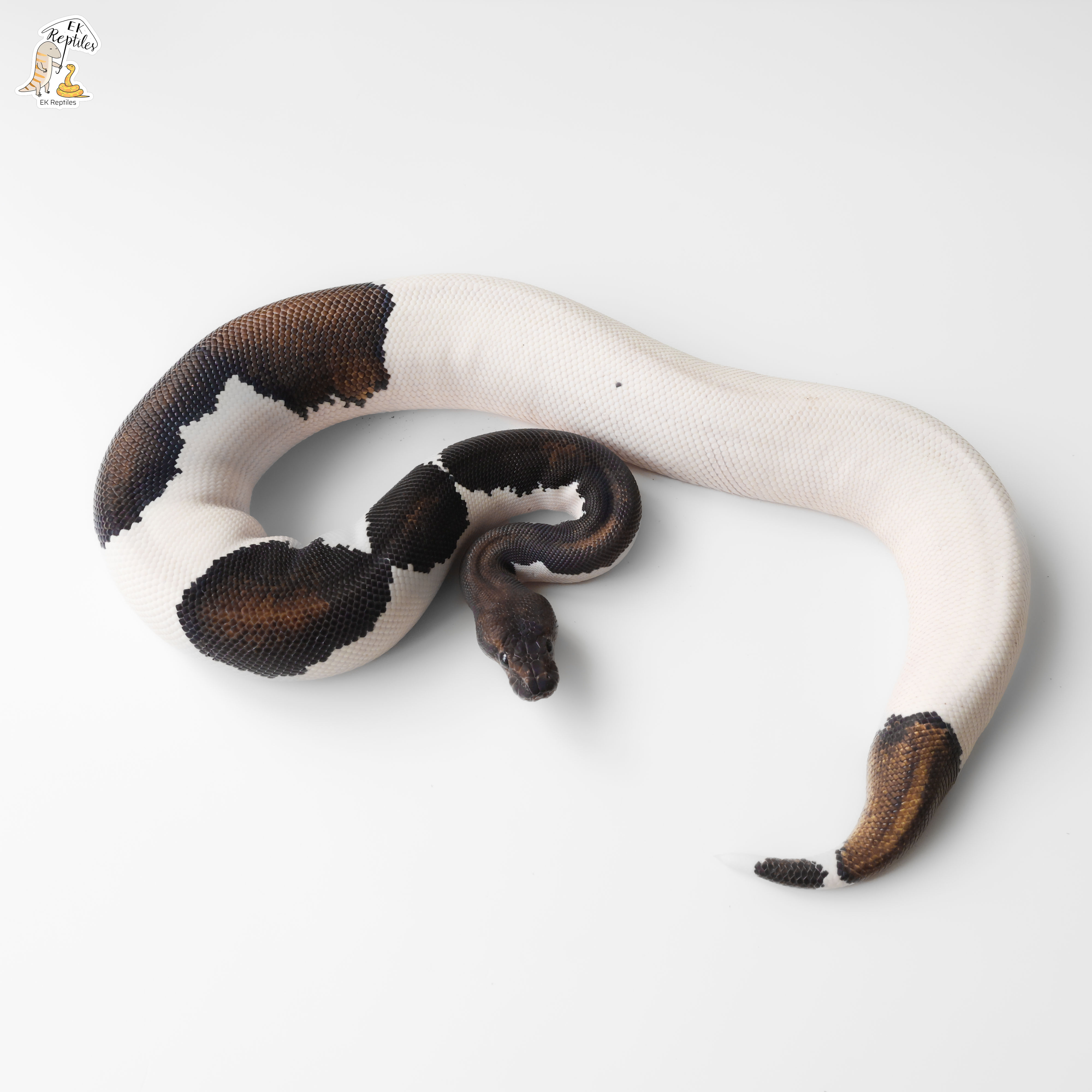 超級桃花心木 黃腹 派 帶薰衣草 (編號2025F1)