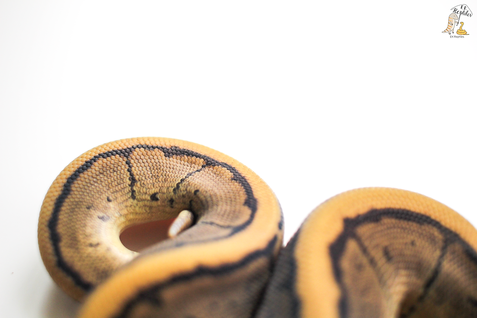 縮圖：2022 細直線 恩奇 100%帶派 +豹紋 輕白金 恩奇 100%帶派 繁殖組 (編號2022M3F10)