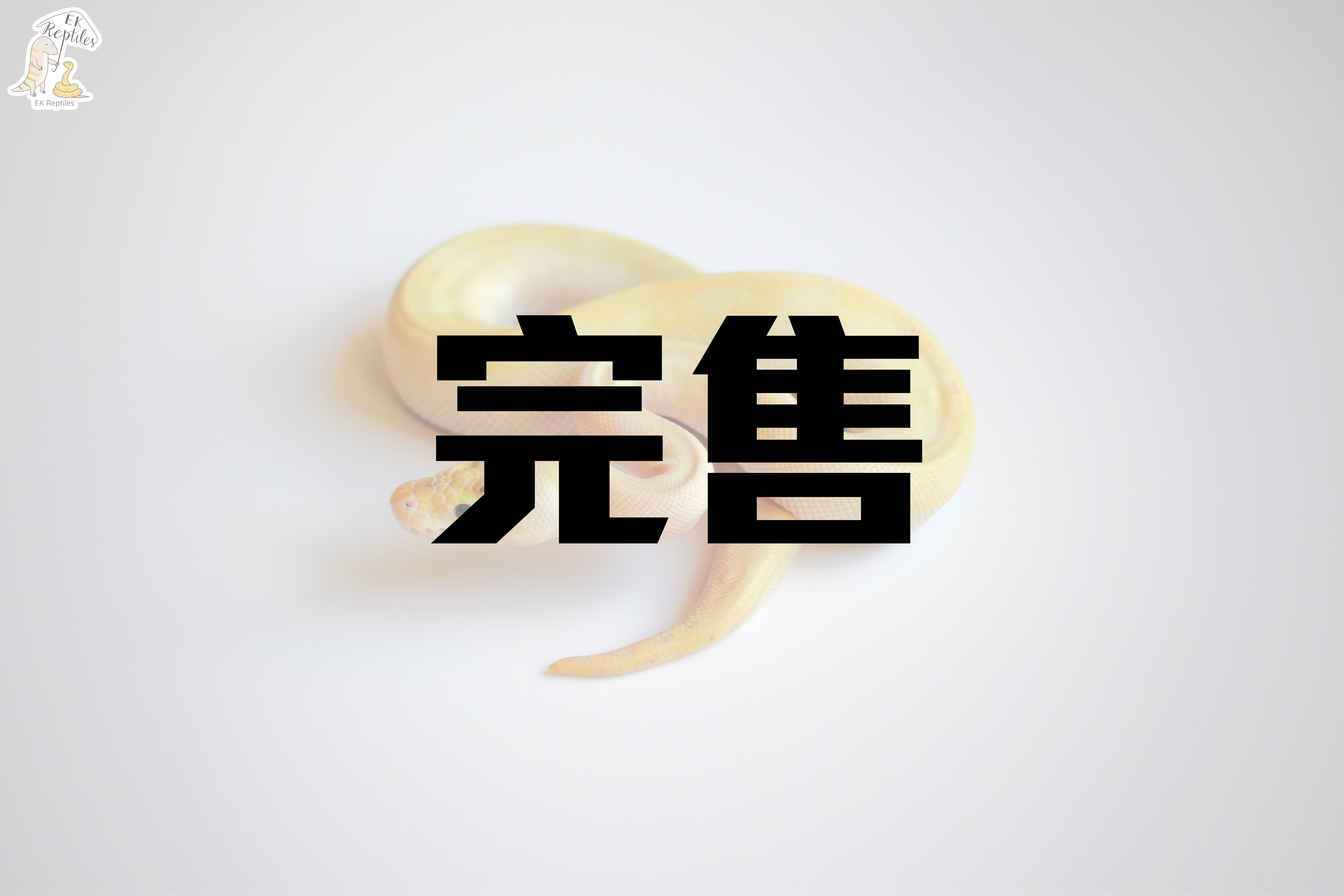 2021 HGW 豹紋 象牙 恩奇 (編號2022M11)