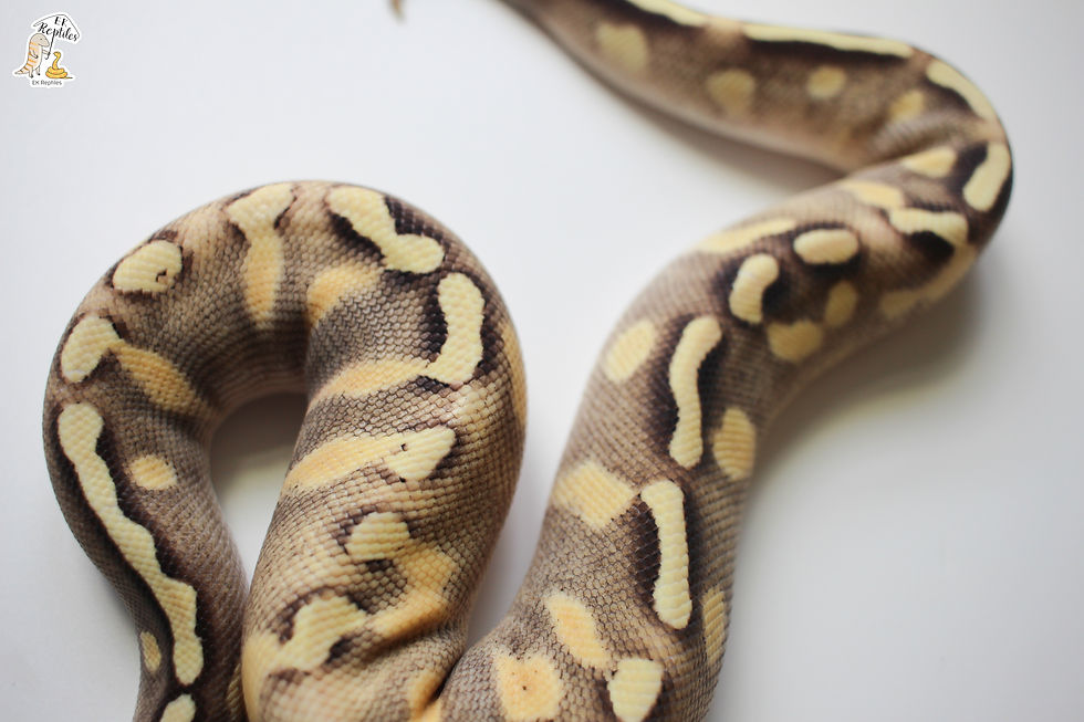 縮圖：淡彩 GHI 莫哈維 黃腹 球蟒 (編號2023M1)