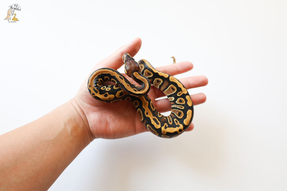 縮圖：超級恩奇香檳(男生) + 柏木 瀝青/黃腹(女生) (編號2024M252025F14)