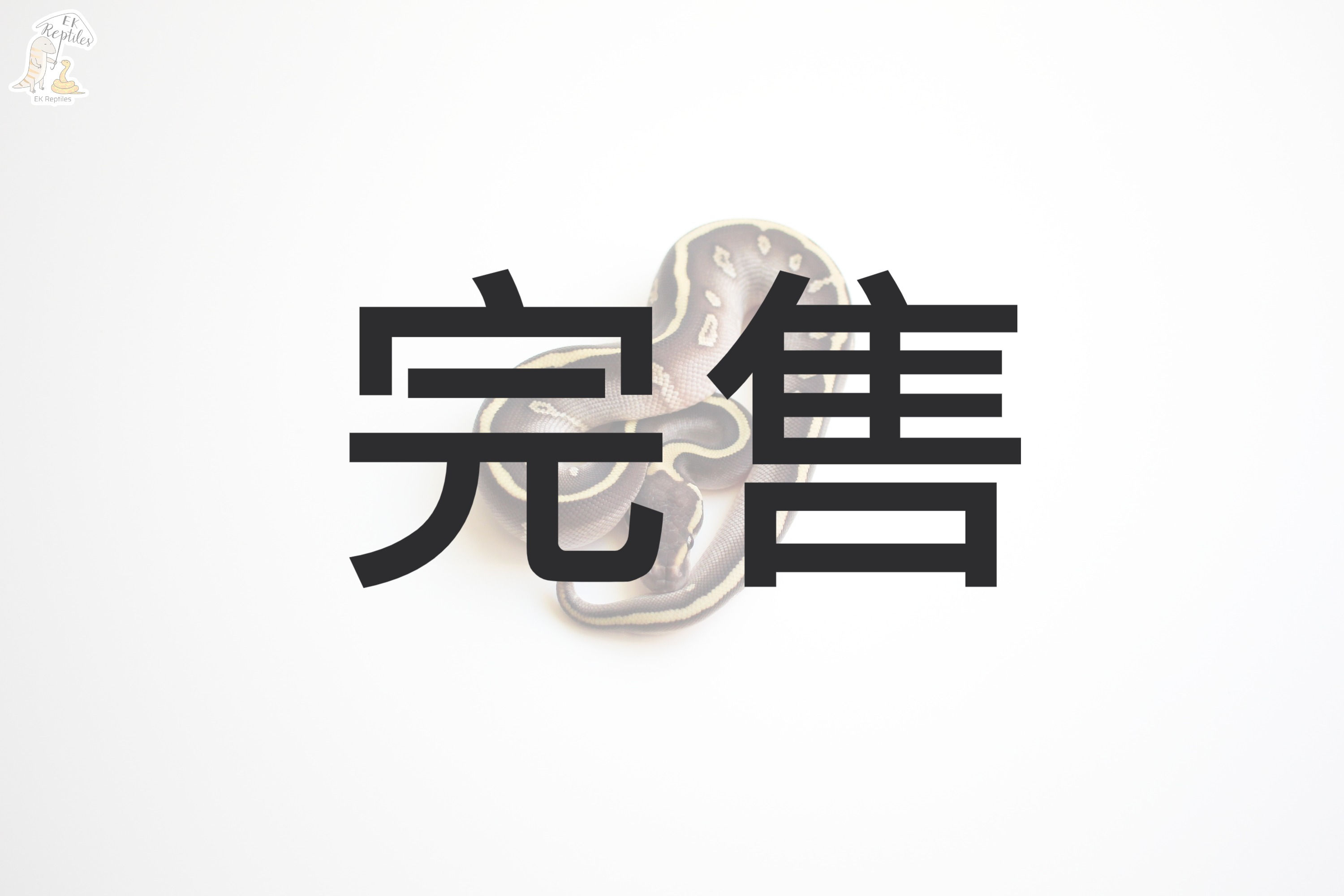 2022 豹紋 輕白金 恩奇 100%帶派 球蟒 (編號2022M4)