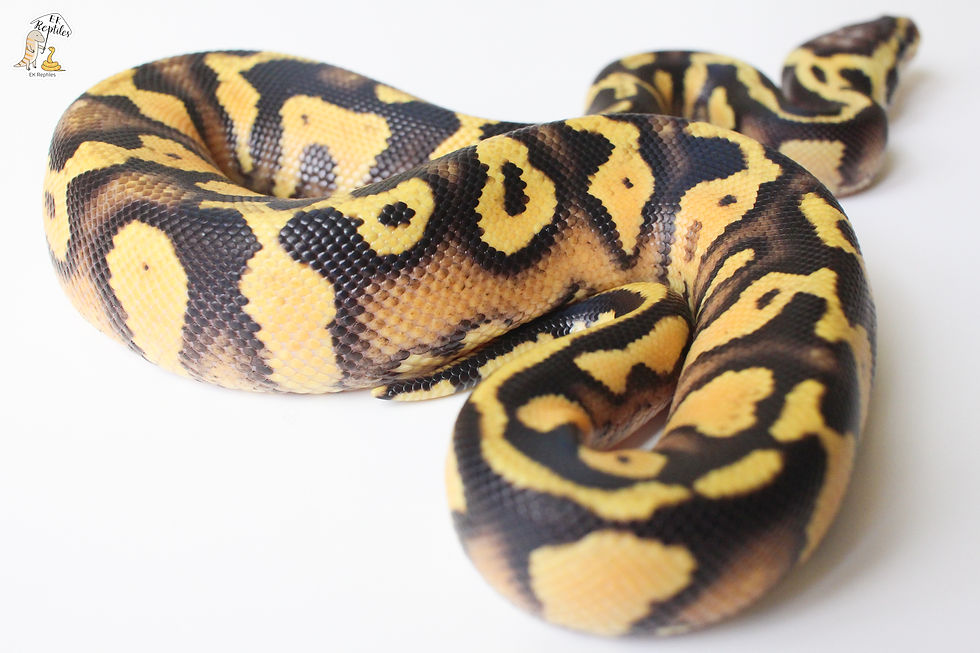 縮圖：淡彩 黃腹 帶薰衣草 球蟒 (編號2023M10)