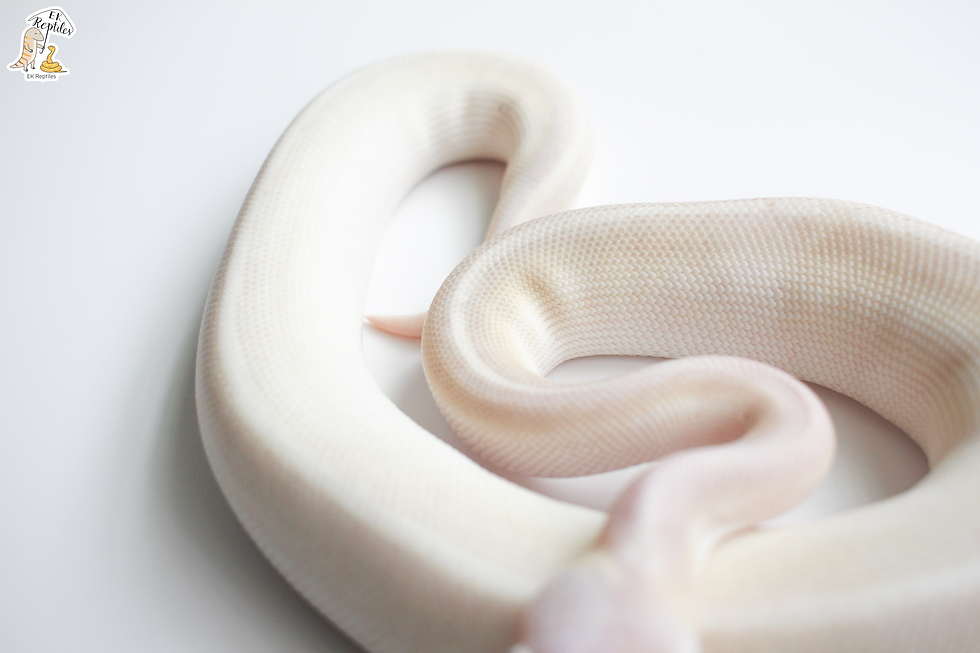 縮圖：2021 藍眼白 球蟒 (編號2021M26)