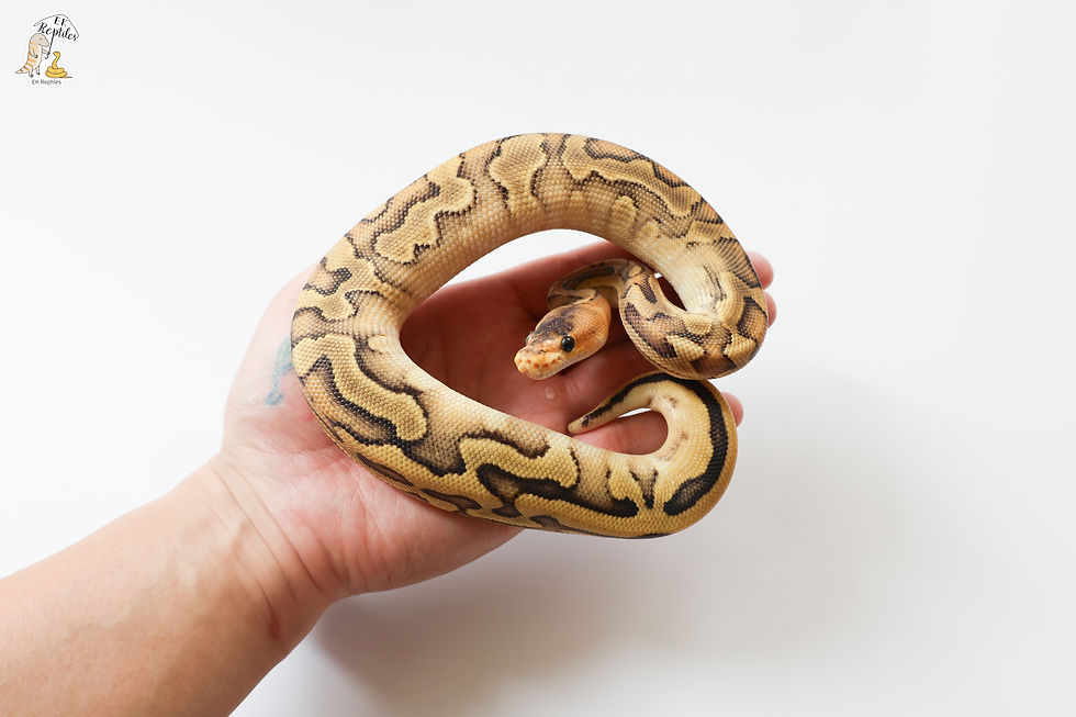 縮圖：超級恩奇香檳(男生) + 柏木 瀝青/黃腹(女生) (編號2024M252025F14)