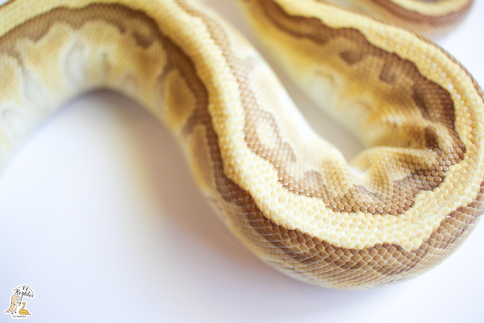 Thumbnail: 2021 恩奇 白金 細直線 帶派 (編號2021M20)