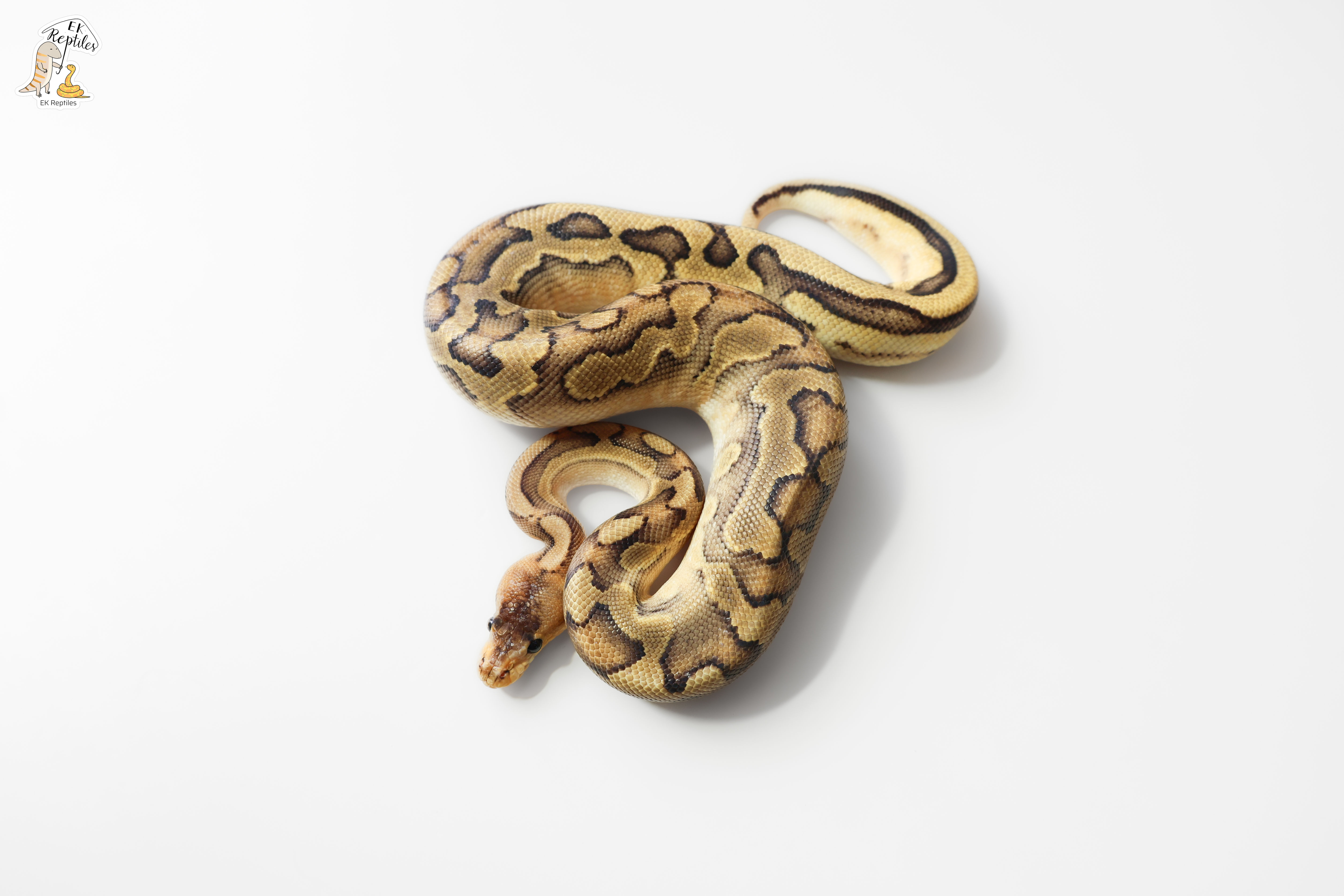 超級恩奇 香檳 (編號2024M25)