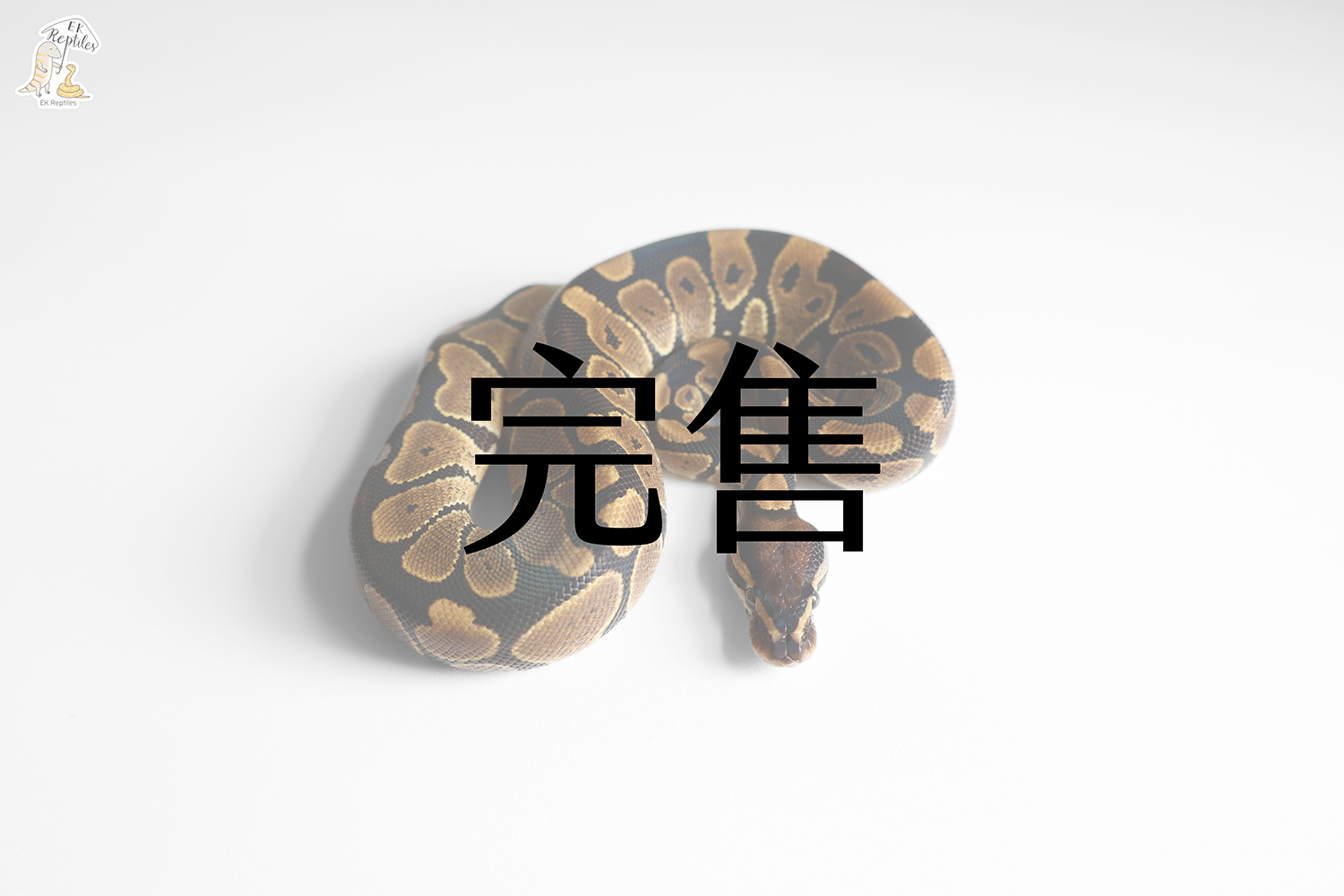 普球 帶海波 VPI缺黃 超白化 (編號2024M7)