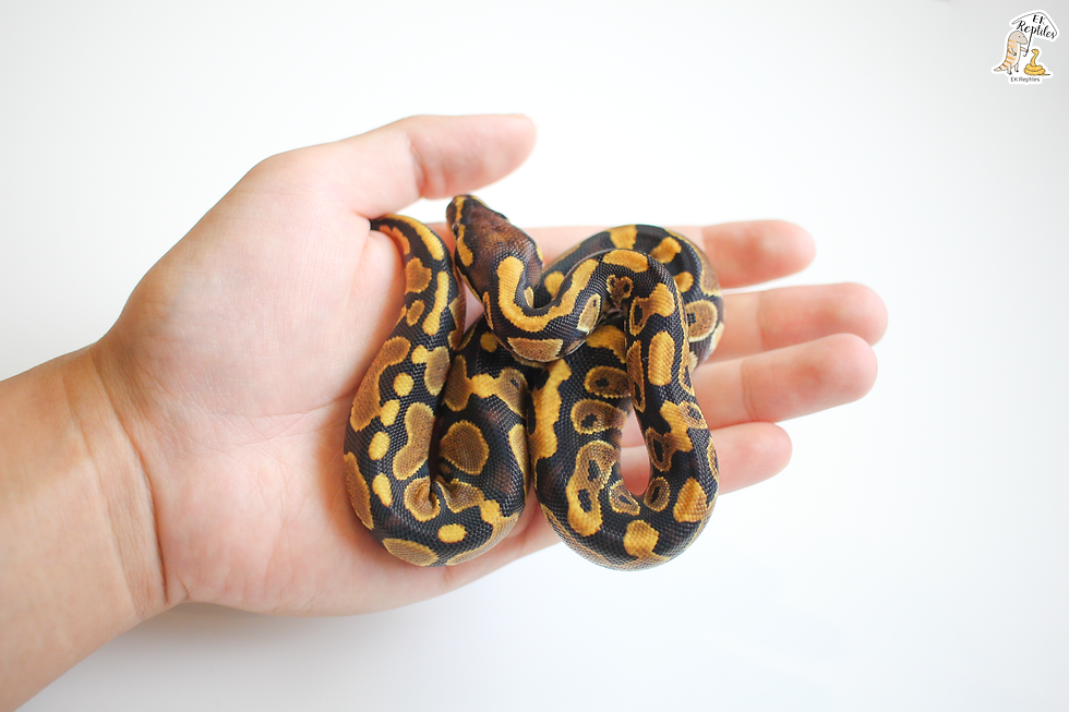 縮圖：2022 黃腹帶白化+淡彩黃腹或礫石帶白化 (編號2022M7F23)