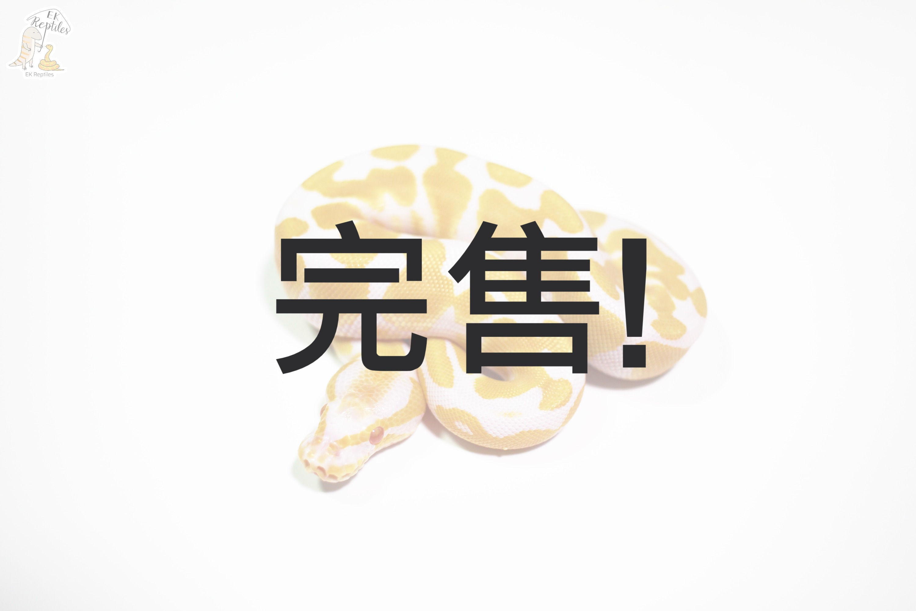 2021 高對比白化 pos 黃腹 (編號 2021M20)