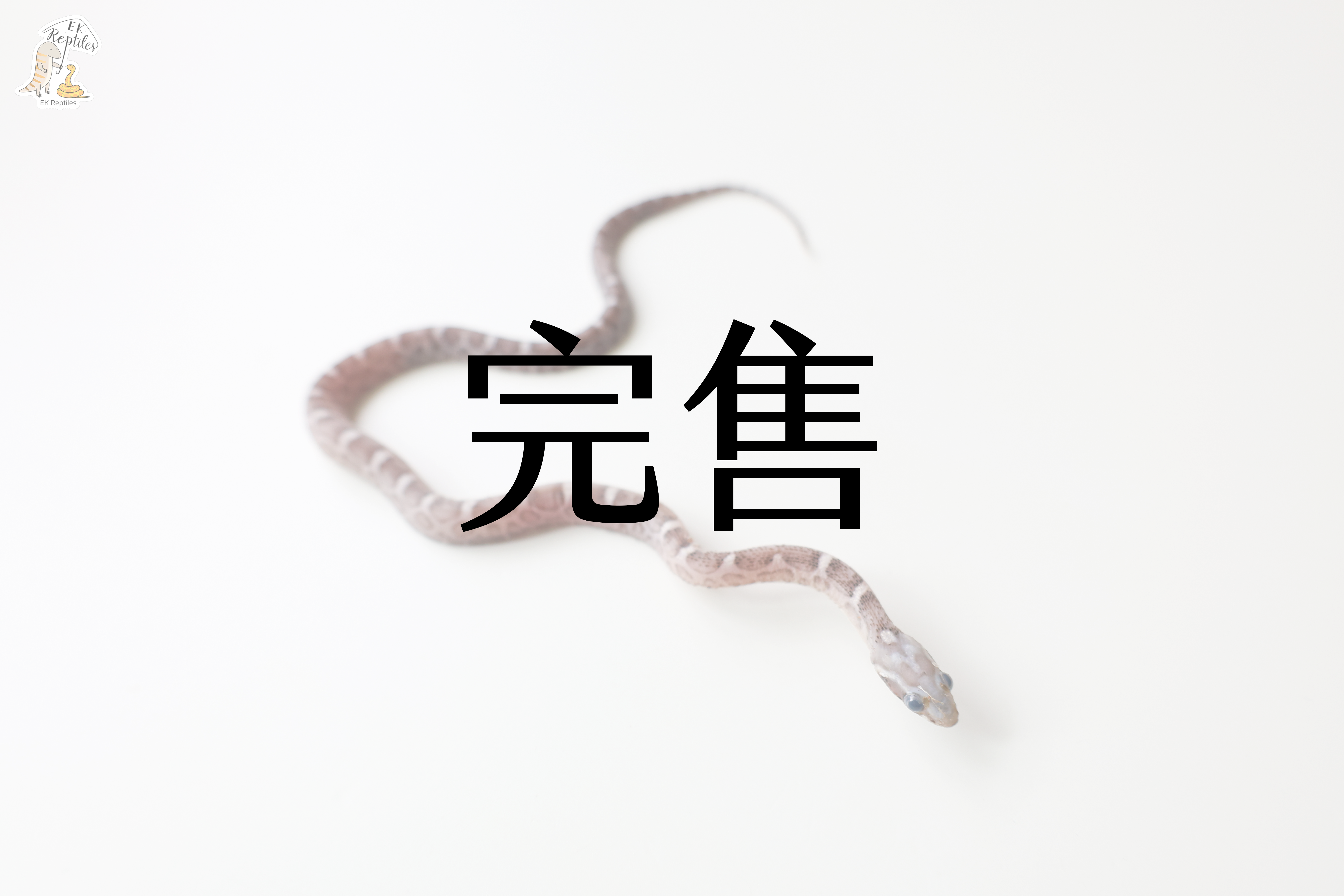 碳黑 無鱗 帶白化 66%帶甜甜圈 50%帶海波 (編號2024M18)