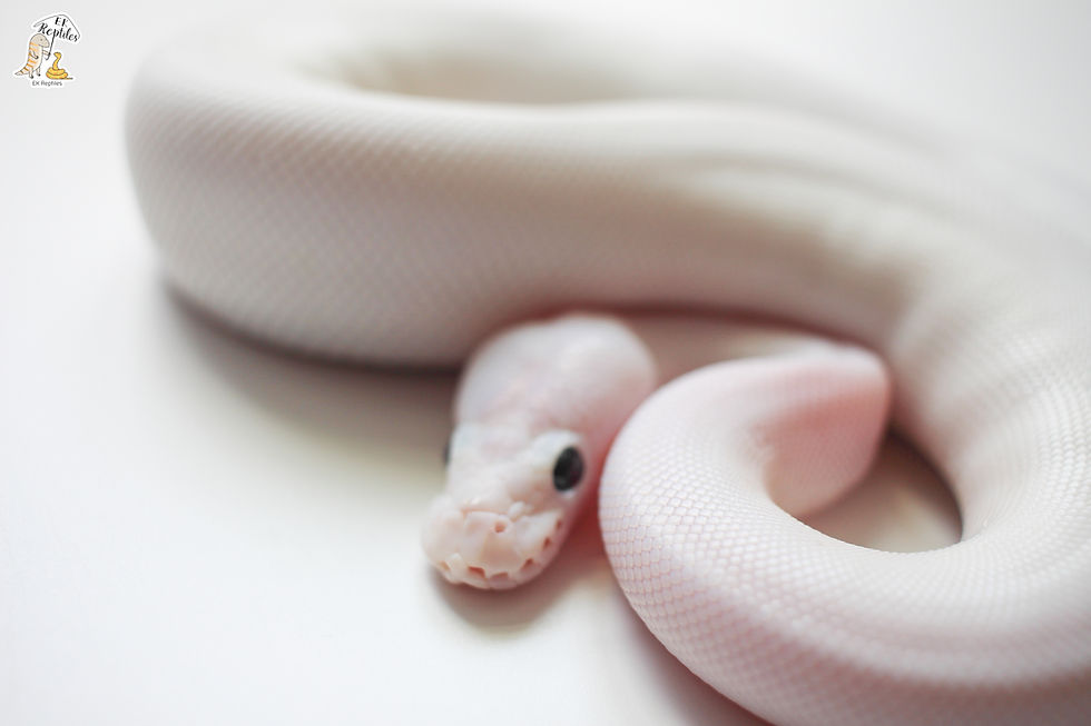 縮圖：白色婚禮 (全白蜘蛛派) 球蟒 (編號2023F3)