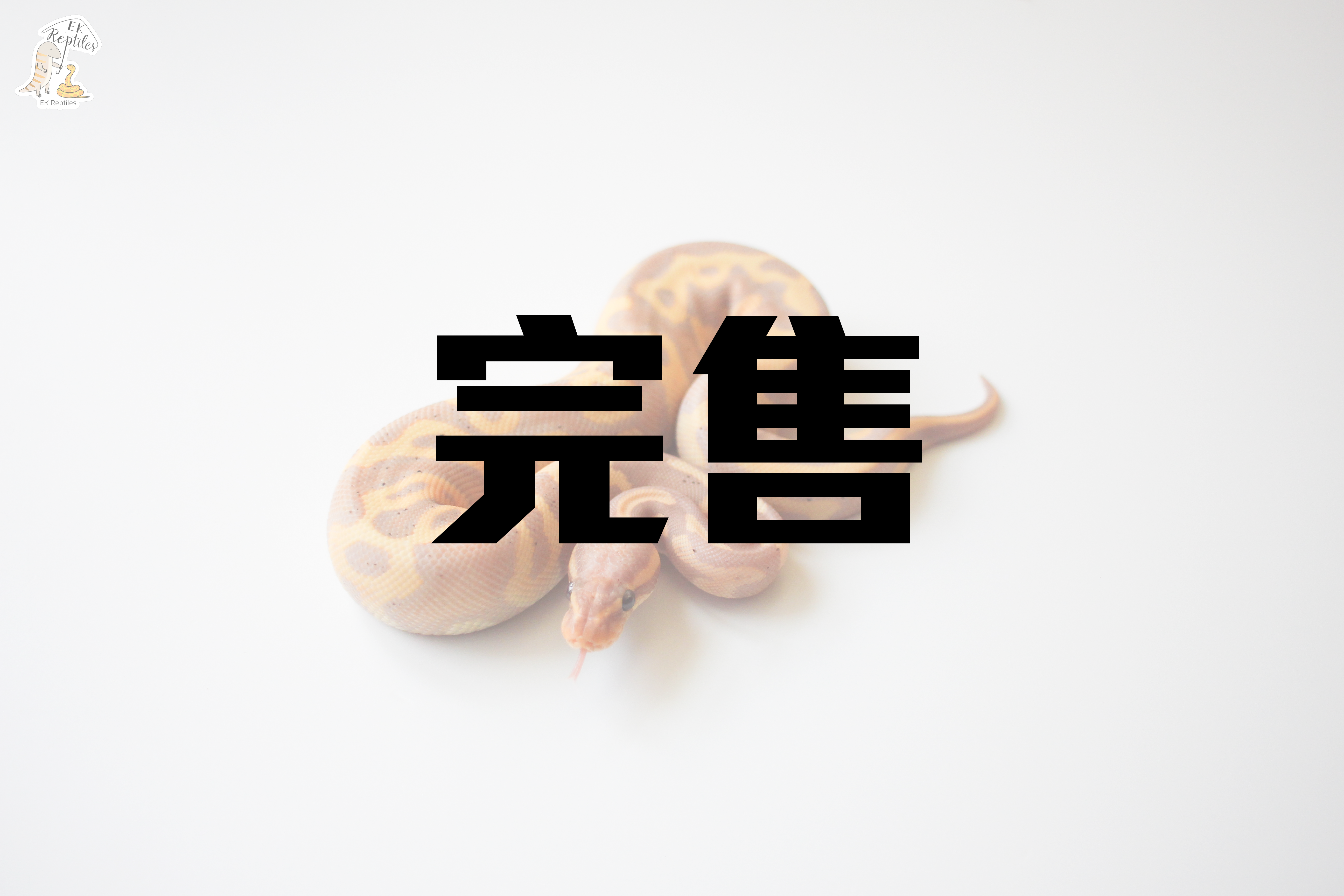 豹紋 香蕉 球蟒 (編號2023M4)