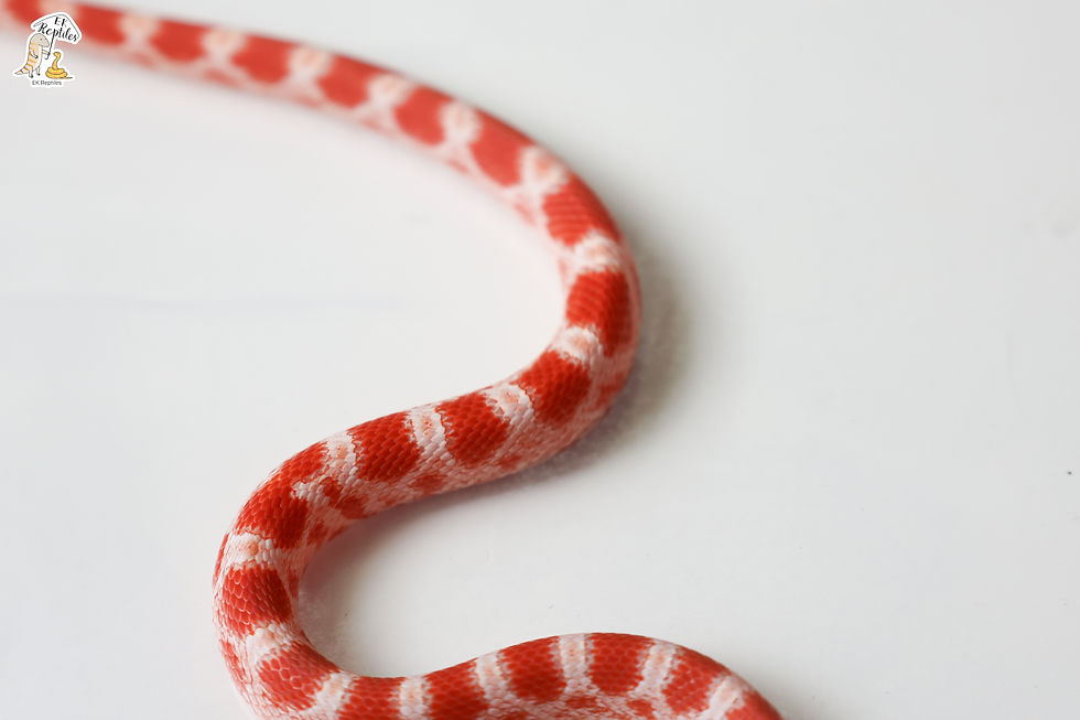 縮圖：白化 帶碳黑 無鱗 +α (編號2025M10)