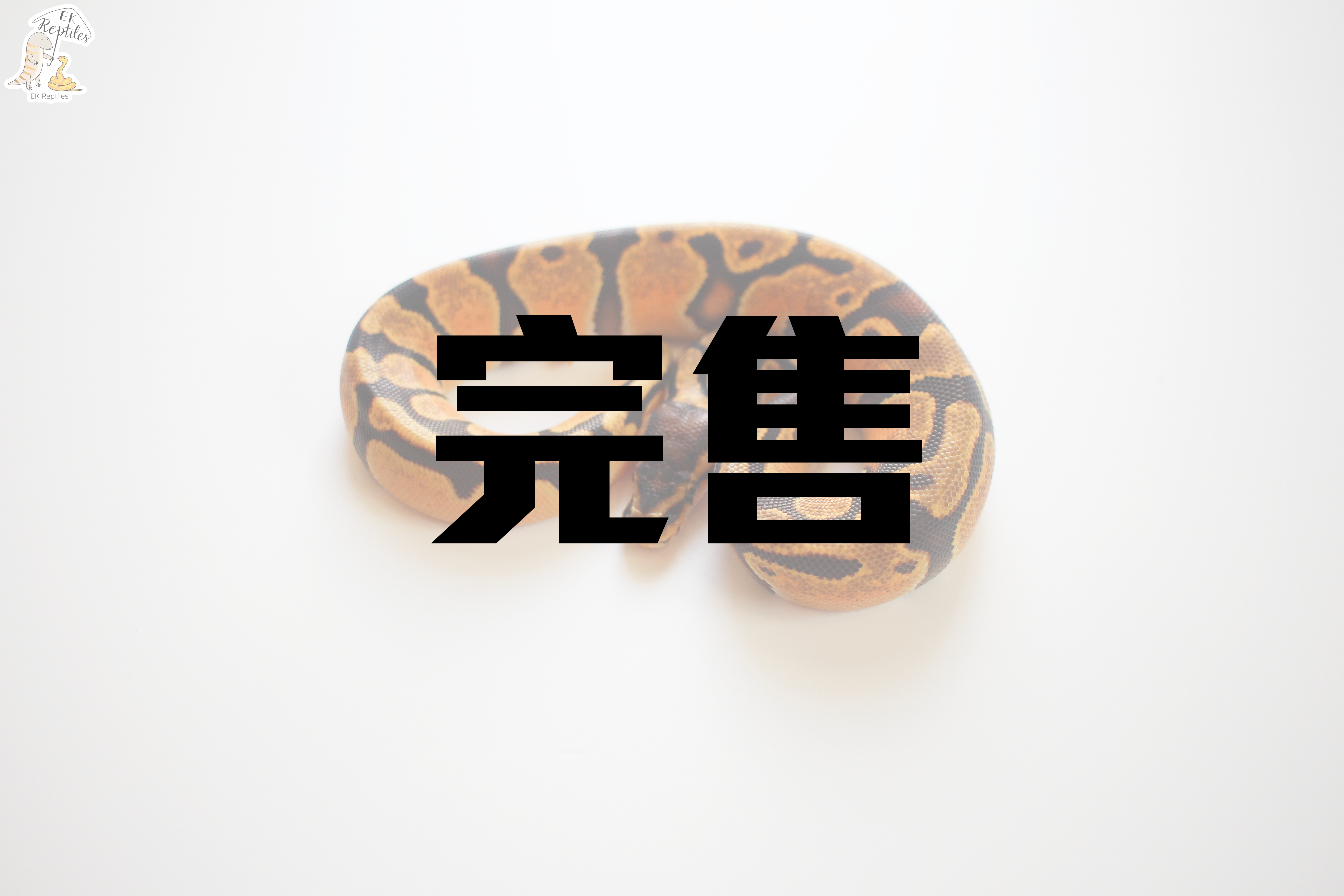 2022 橘夢 恩奇 66%帶派  (編號2022F38)