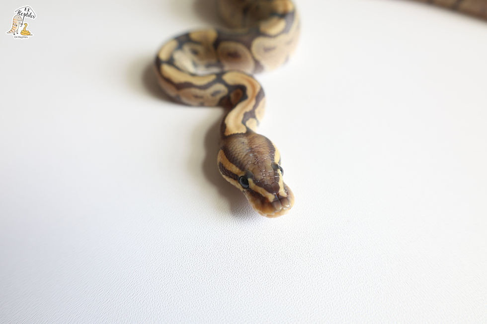 Thumbnail: 海波 帶VPI缺黃 超白化 (編號2024M4)