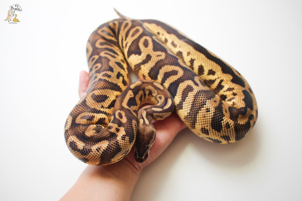 縮圖：淡彩 豹紋 黃腹 球蟒 (編號2021F32)