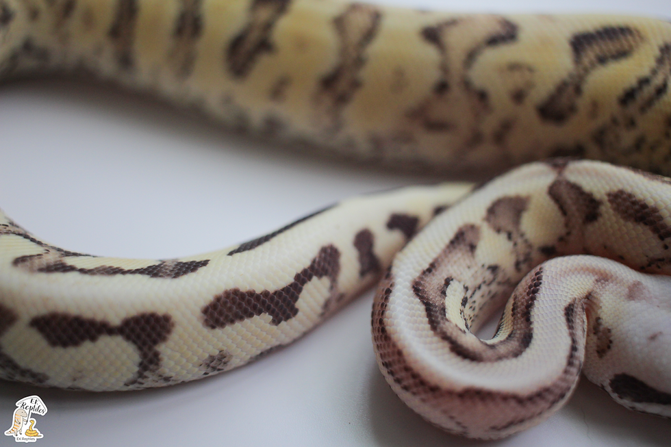 縮圖：2021 淡彩 斑鼻 香草火 紅直線 球蟒 (編號 2021M29)