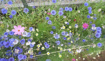 flowers in high tunnel, insectary strips