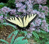 butterfly nectaring on joe pye weed