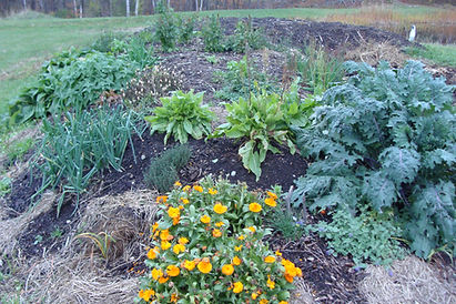 hugelkultur bed, flowers and plants in raised bed