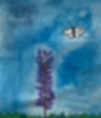 Charlotte M. Grade 7