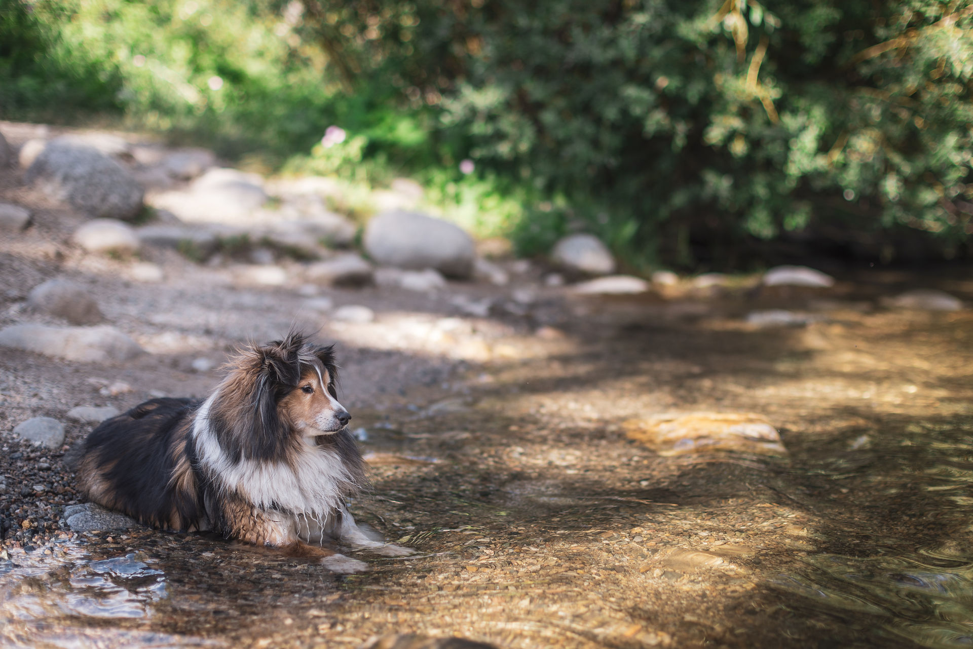 Scenes from the Taylor River