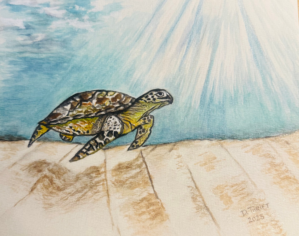 Sea Turtle